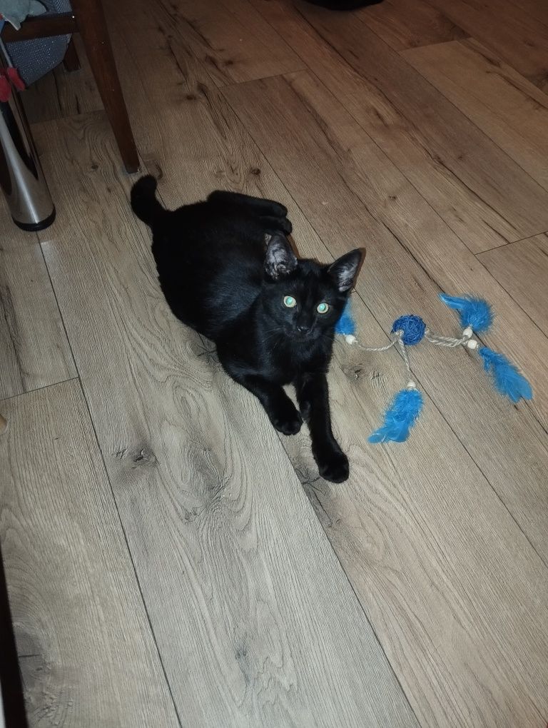 Nirvana i Placek koty do adopcji