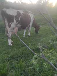 Продається Українська біло-червона племінна молочна корова