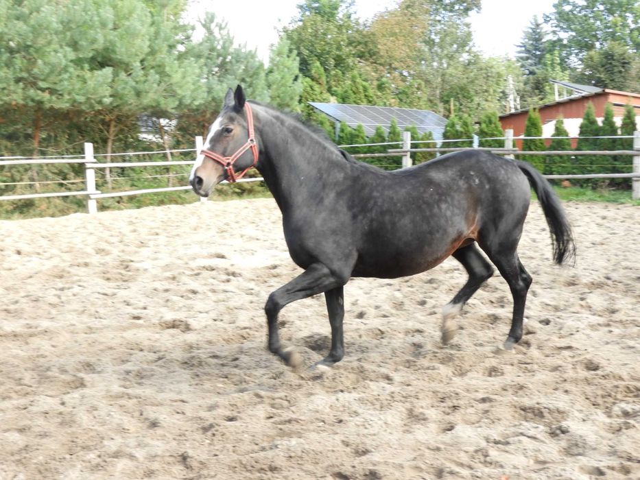 Klacz 17 lat BAŁAŁAJKA