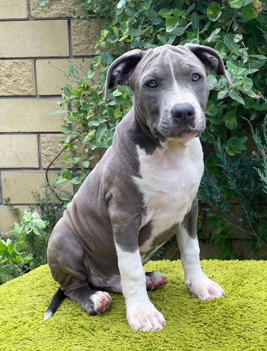 Сірі цуценята Мазепа і Магнолія, АмСтаф тер'єр, розплідник КСУ