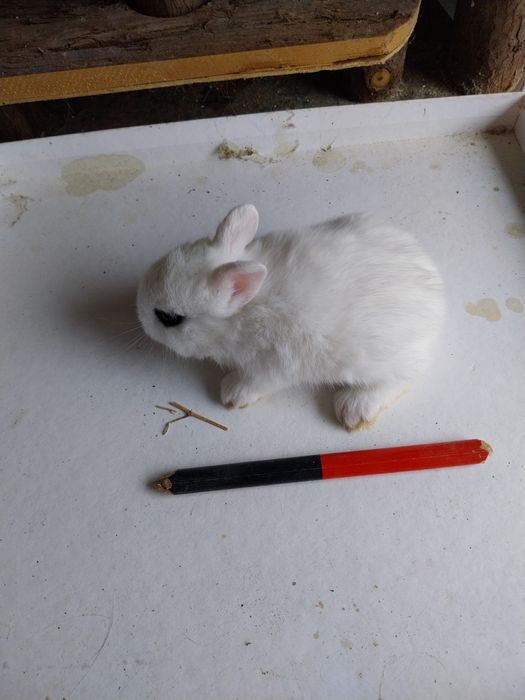 Coelhos anões cabeca de leão  /minilop/nederland dwarf