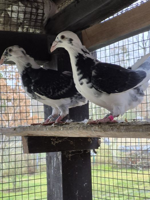 Gołebie Staropolskie