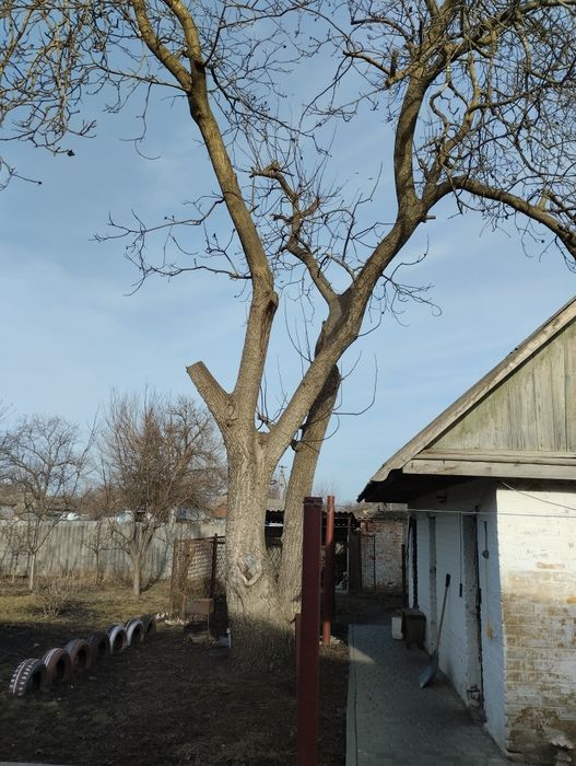 дрова з горіха безкоштовно!