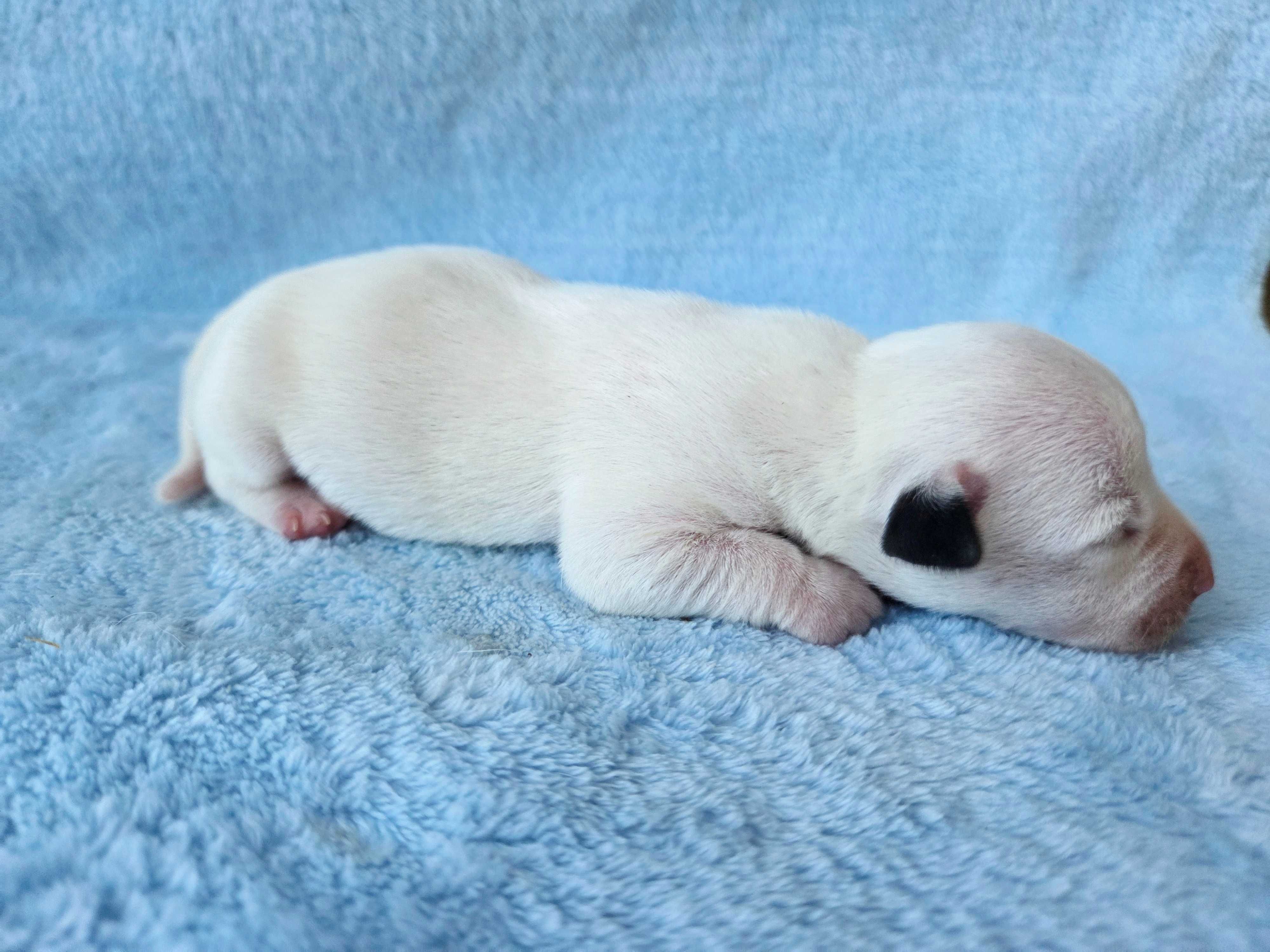 Jack Russell Terrier piesek głakowłosy 5