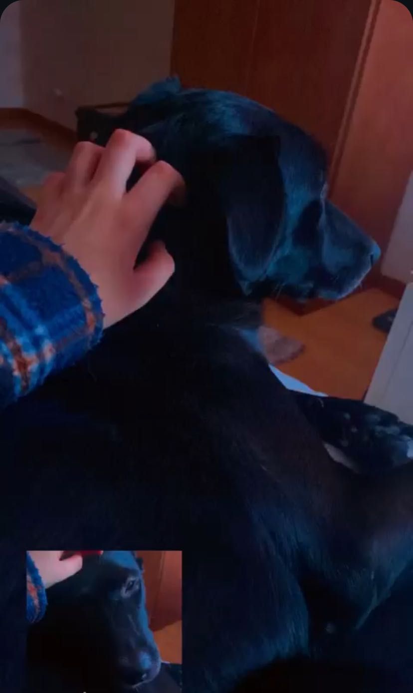 Cães para doação