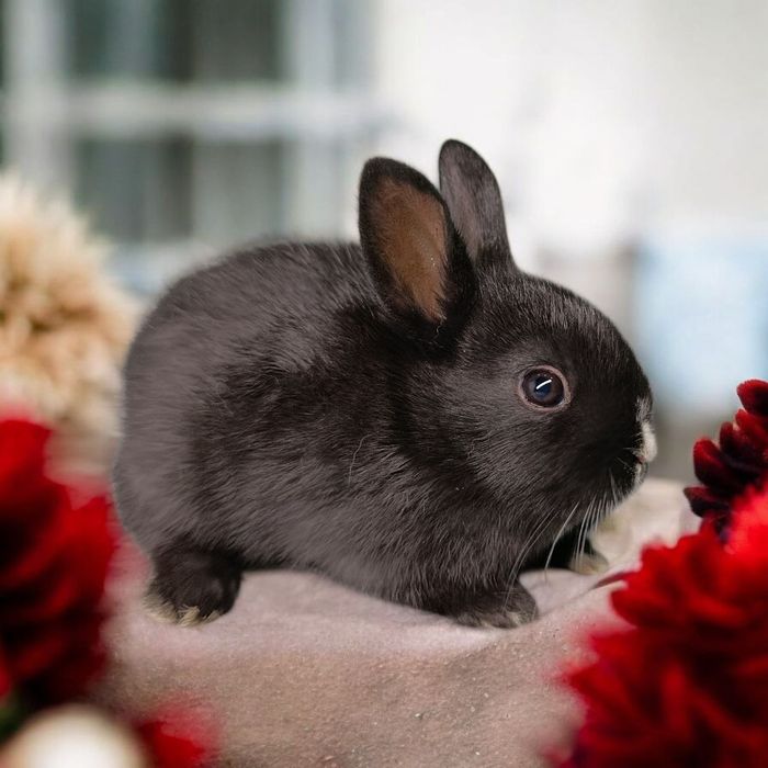 Królik miniaturka karzełek rex mini lop karzełek Teddy