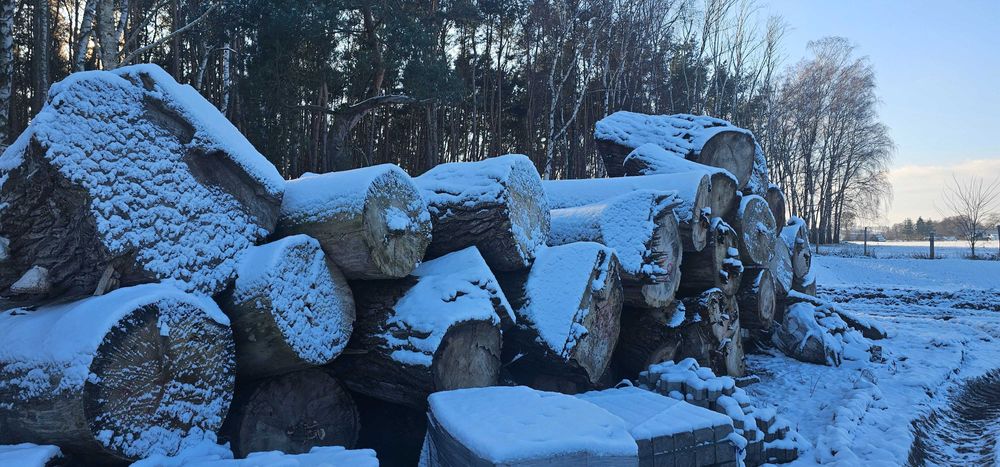 DrewKom Drewno kominkowe Topola kloda dl. 2,5m S4 S2a transport HDS