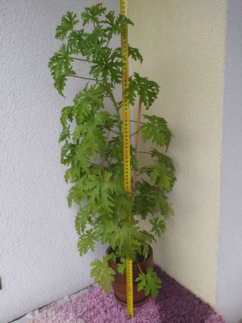 Duża roślina - ANGINKA, Geranium, Cytrynka