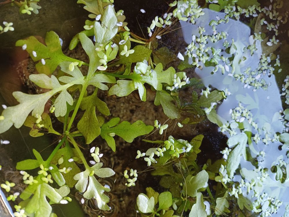 plantas aquáticas foxtail ,elodeas , e flutuantes
