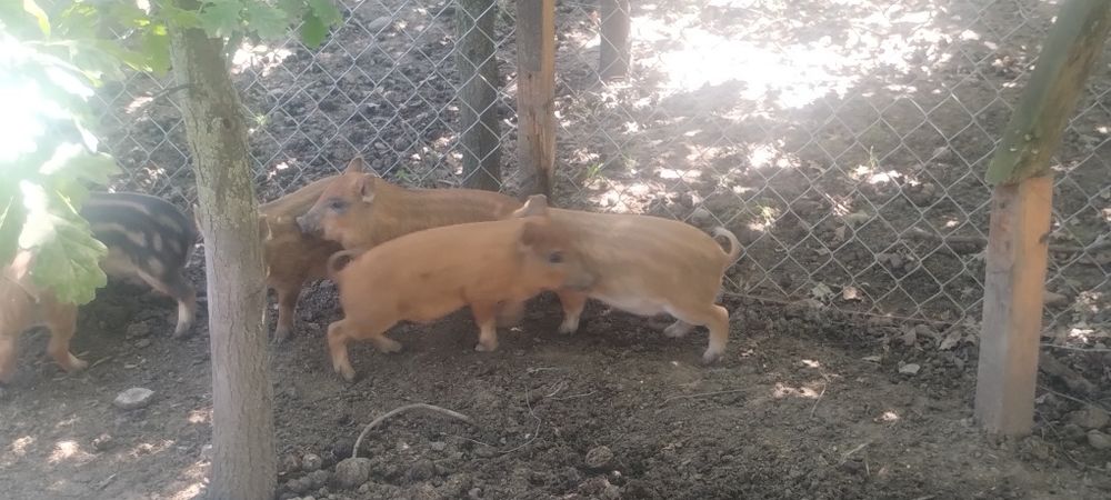 Sprzedam świniodziki