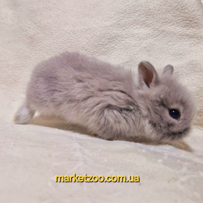 Мини карликовий кролик карликовый міні левоголовий карликовые карликов