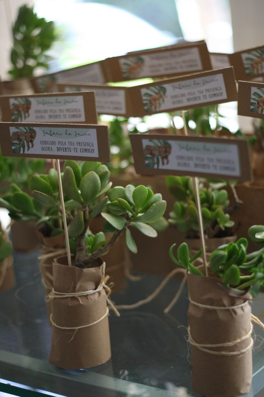 Plantas diversas / eventos