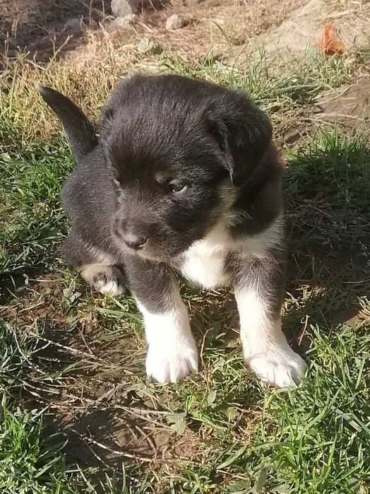 Szczeniaczek szuka domu