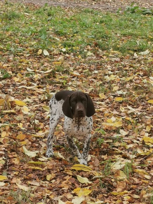 wyżeł niemiecki krótkowłosy Zkwp/Fci