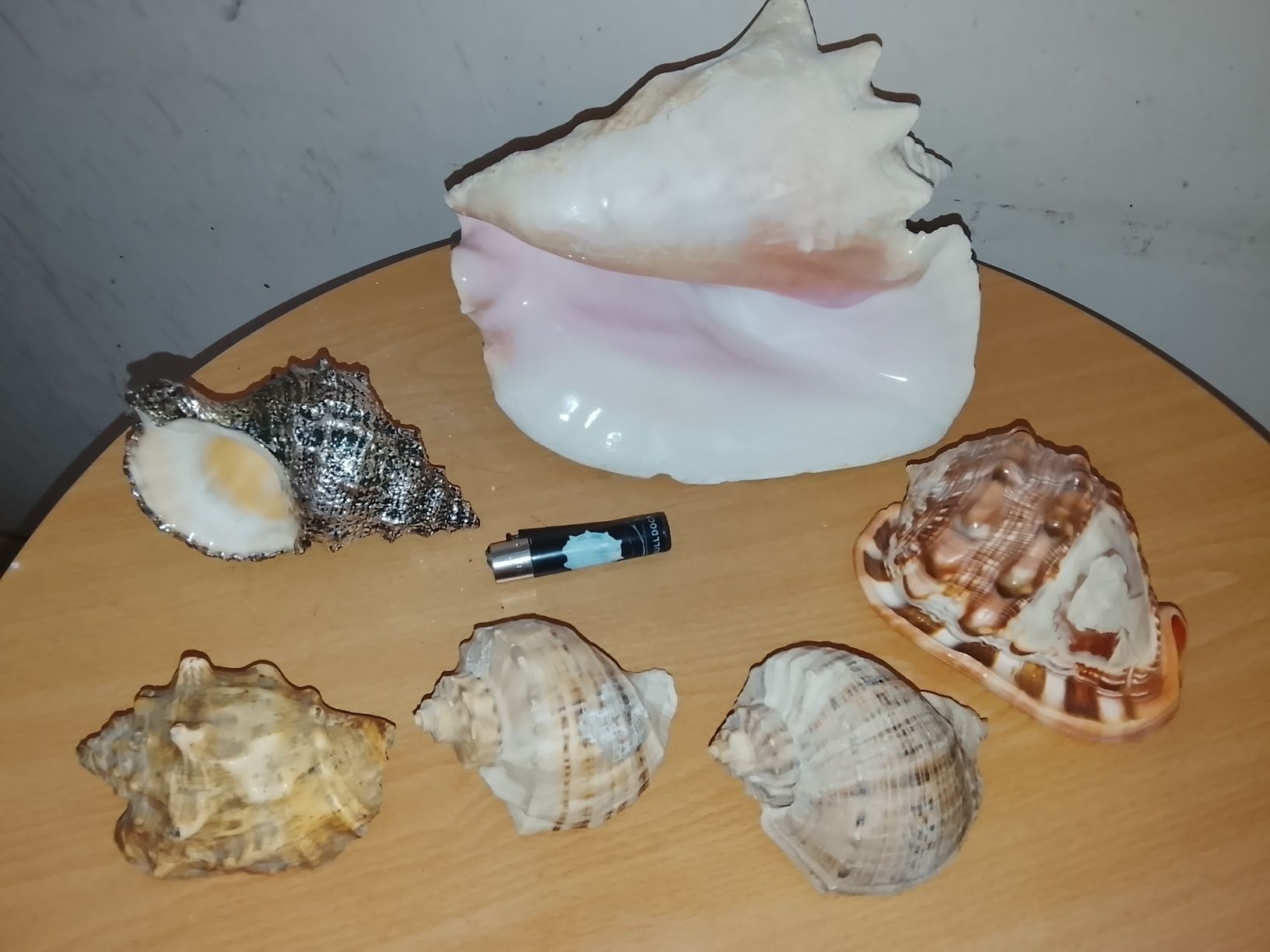 Морские ракушки.