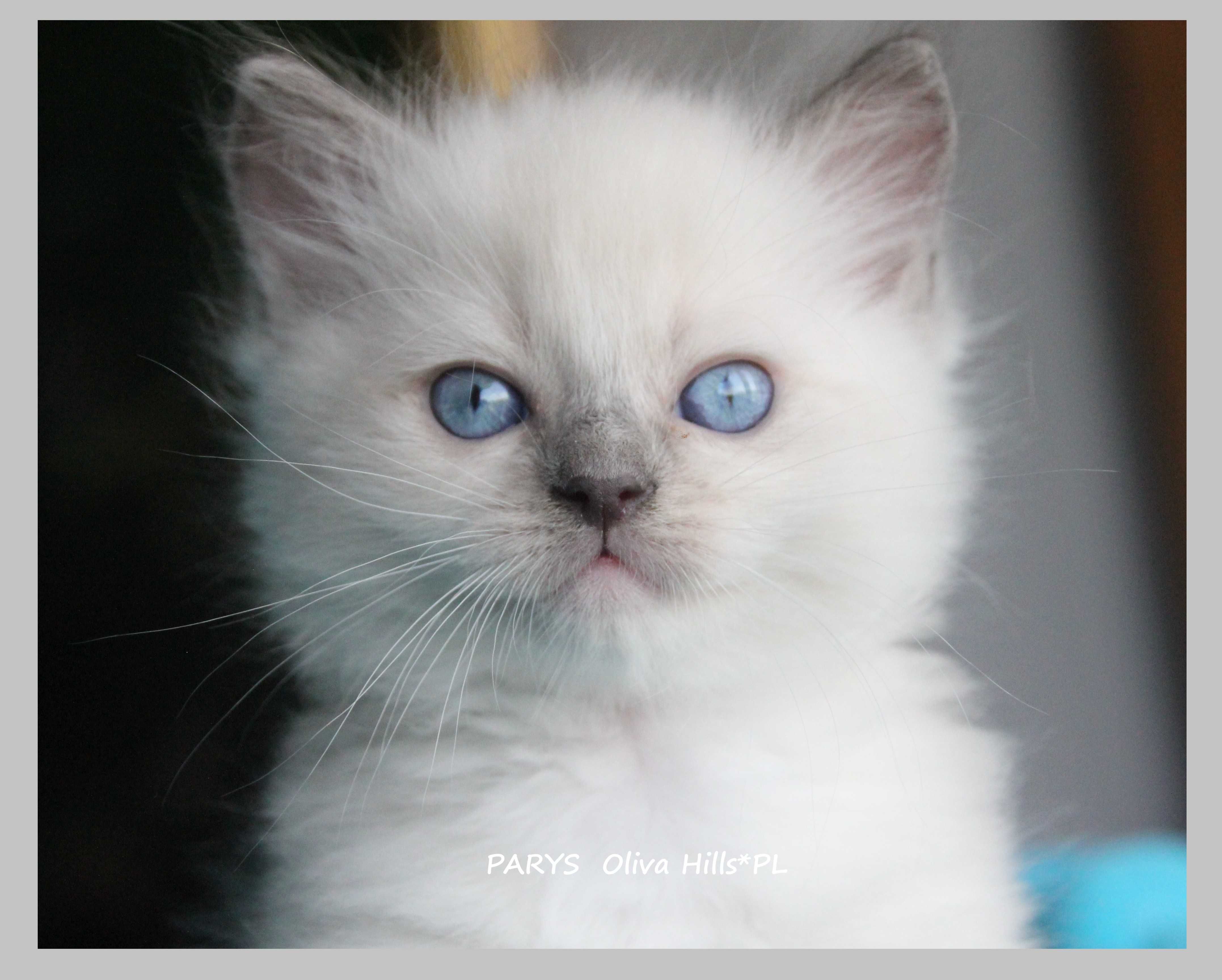 Śliczne Kocięta Ragdoll Gdańsk do odbioru w sierpniu