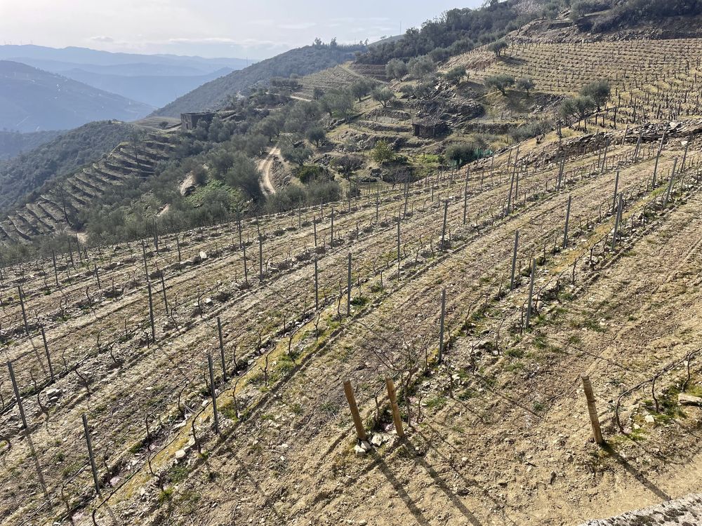 Quinta no coração do douro