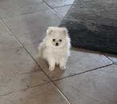 Menino spitz anao mini