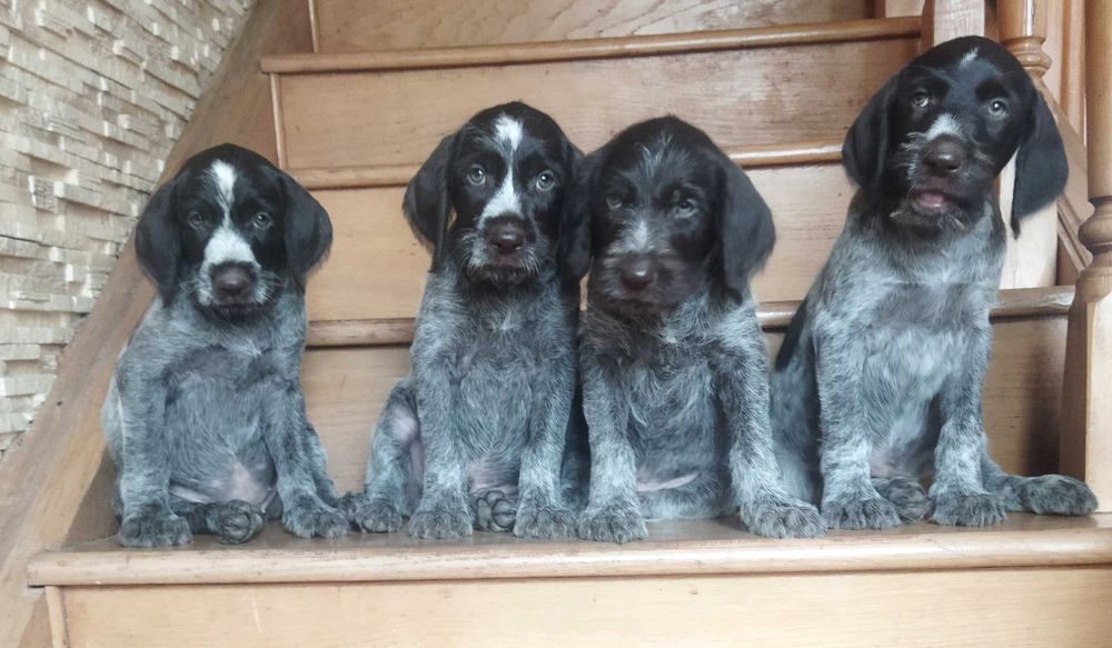 Цуценя Дратхаара дратхар