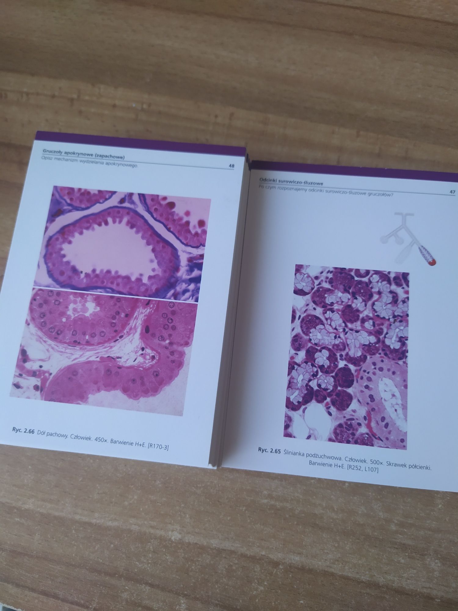 Histologia Flashcards Sobotta