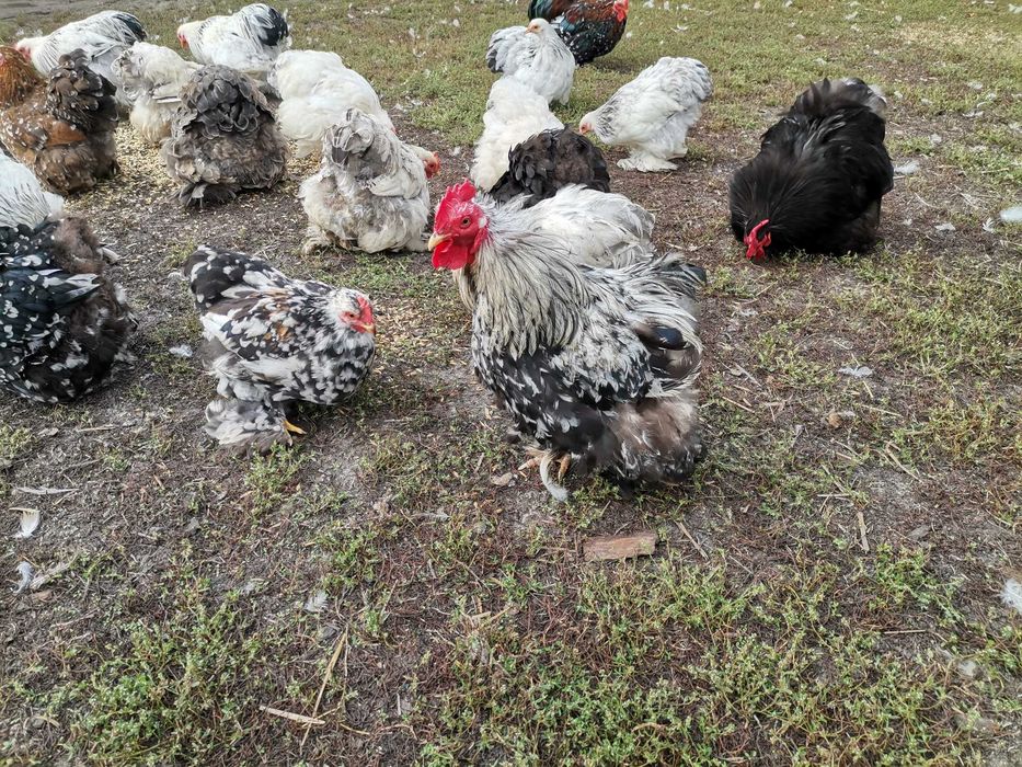 Kochin miniaturowy karzełek