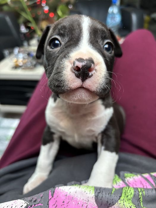 Amstaff szczeniak piesek