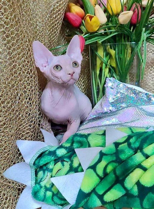 Канадський сфінкс хлопчик Алекс