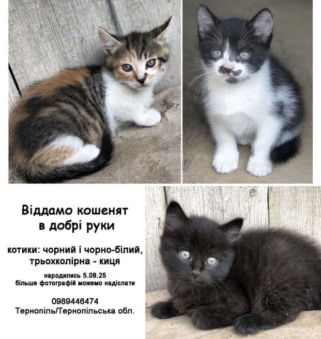 Кошенята в добрі руки Котенята Котики Кіт Киця