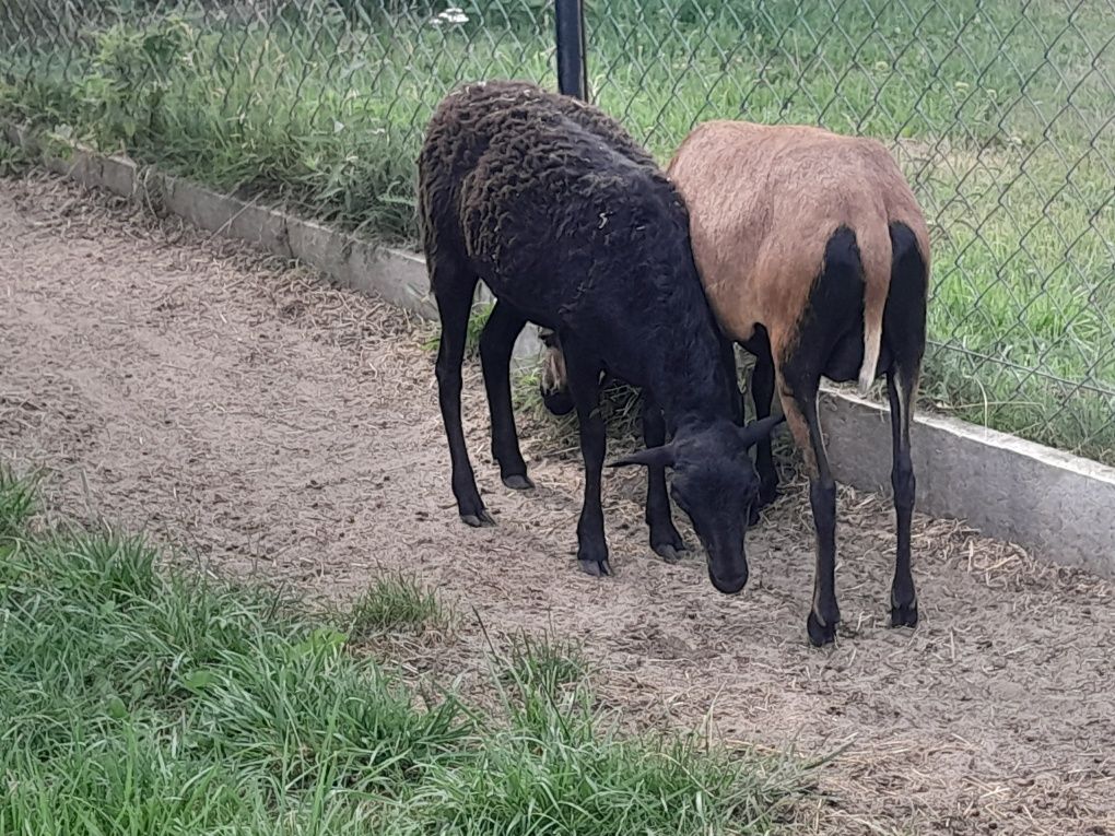Sprzedam owce kameruńskie 2 szt.