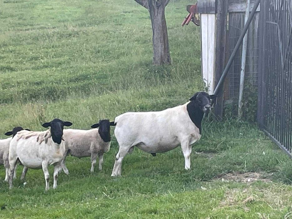 Dorper owce i barany Dorpery