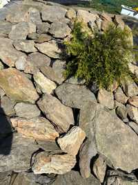 Kamień na skarpę skalniak
