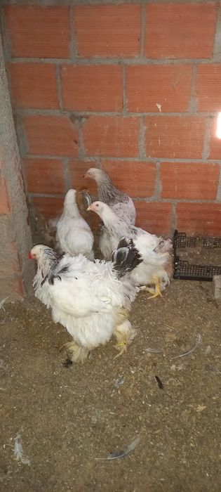 Galinhas Brahmas