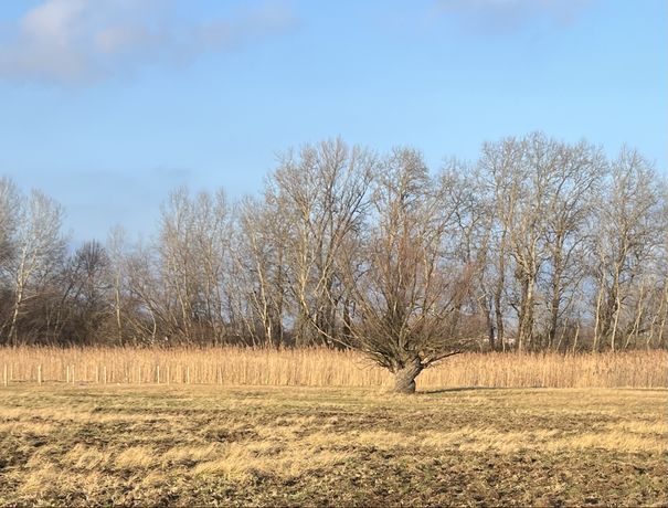 Dzialka rolna 4639 m2 Warszawa Wilanów