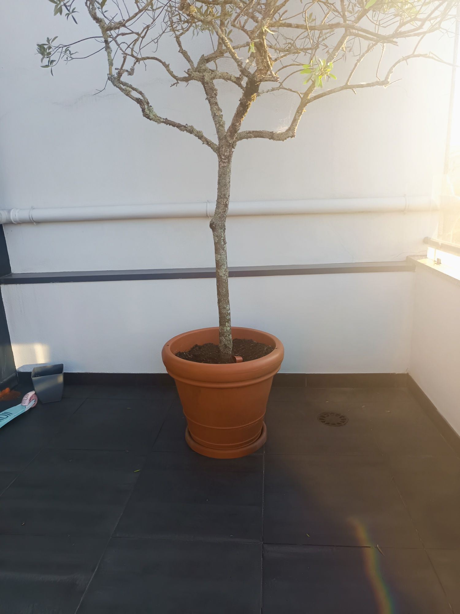 Oliveiras em Vaso
