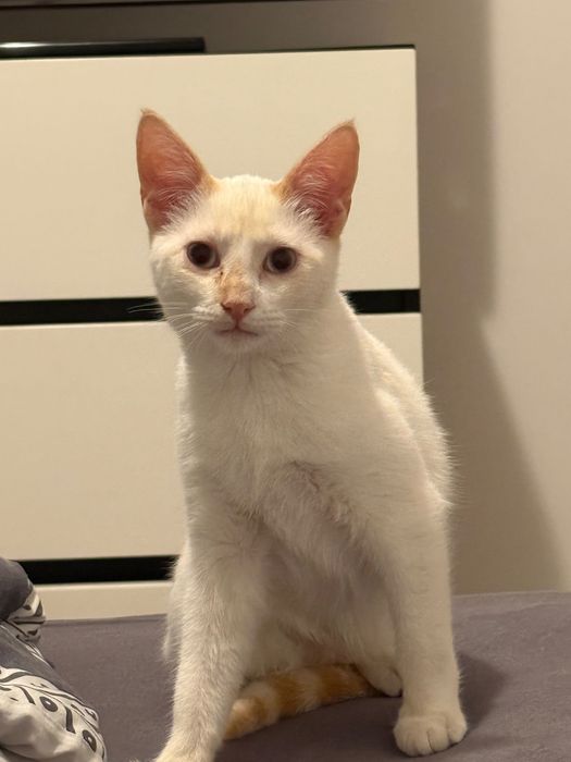 Gatinho macho para doação responsável