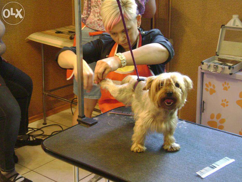 Kurs strzyżenia psów Kurs groomerski kurs groomingu na żywych modelach