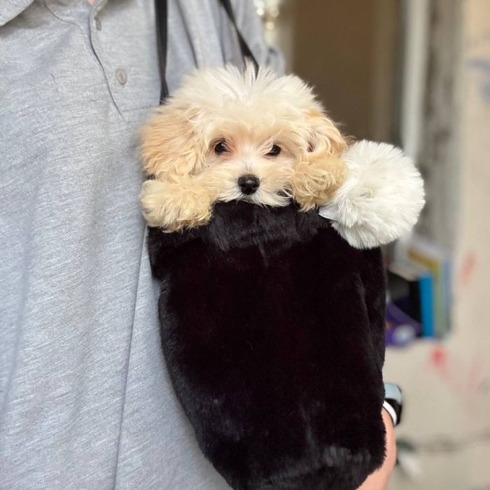 Міні Мальтипу хлопчик — живий плюшевий ведмедик!