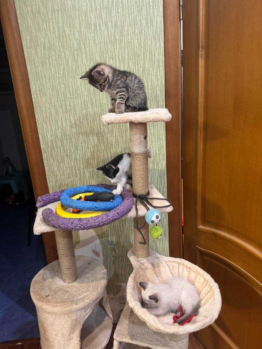 Котята в хороші руки