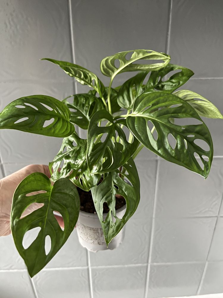 Monstera adasonii monkey mask