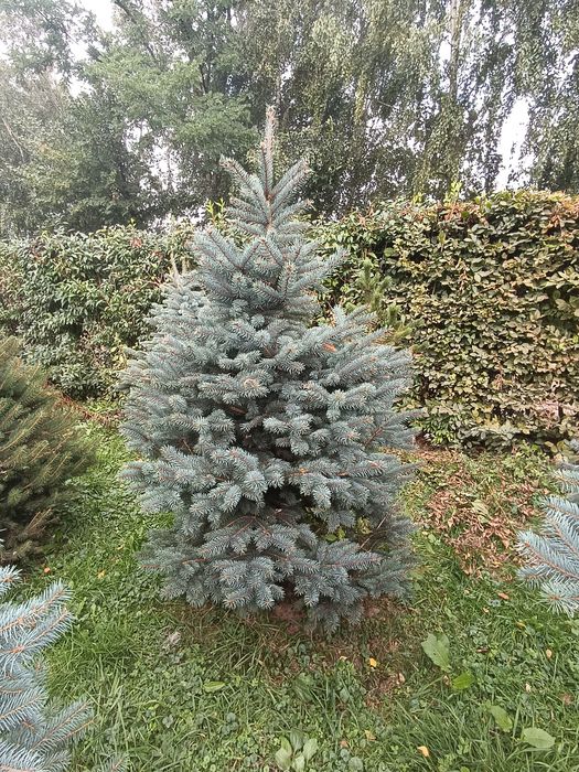 Ялинка голуба Кейбаб