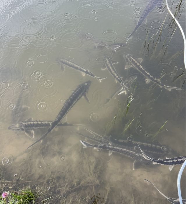 Риба живий осетр