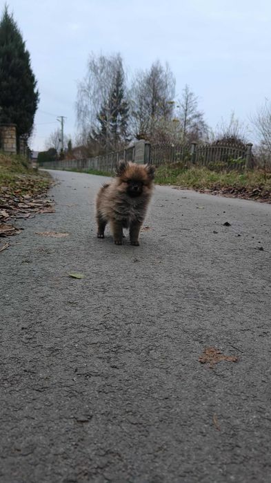 Pomeranian , szpic miniaturowy- śliczny , malutki piesek- filmiki