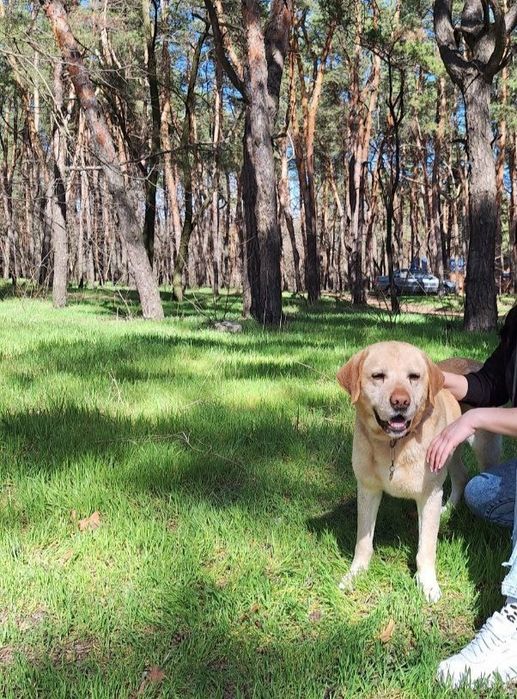 Лабрадор для вязки