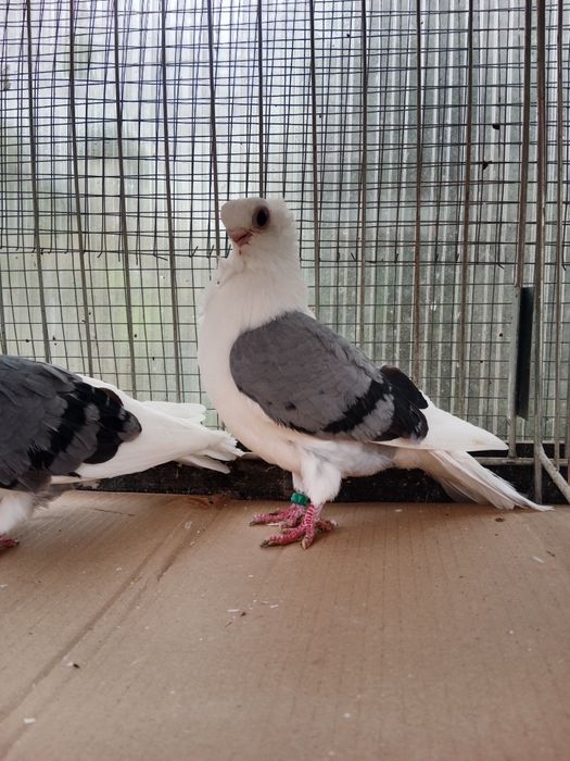 Gołębie ozdobne mewka Polska para