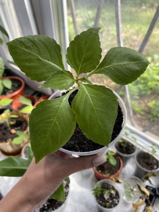 Кімнатна рослина Бальзамін махровий (Ванька мокрий)