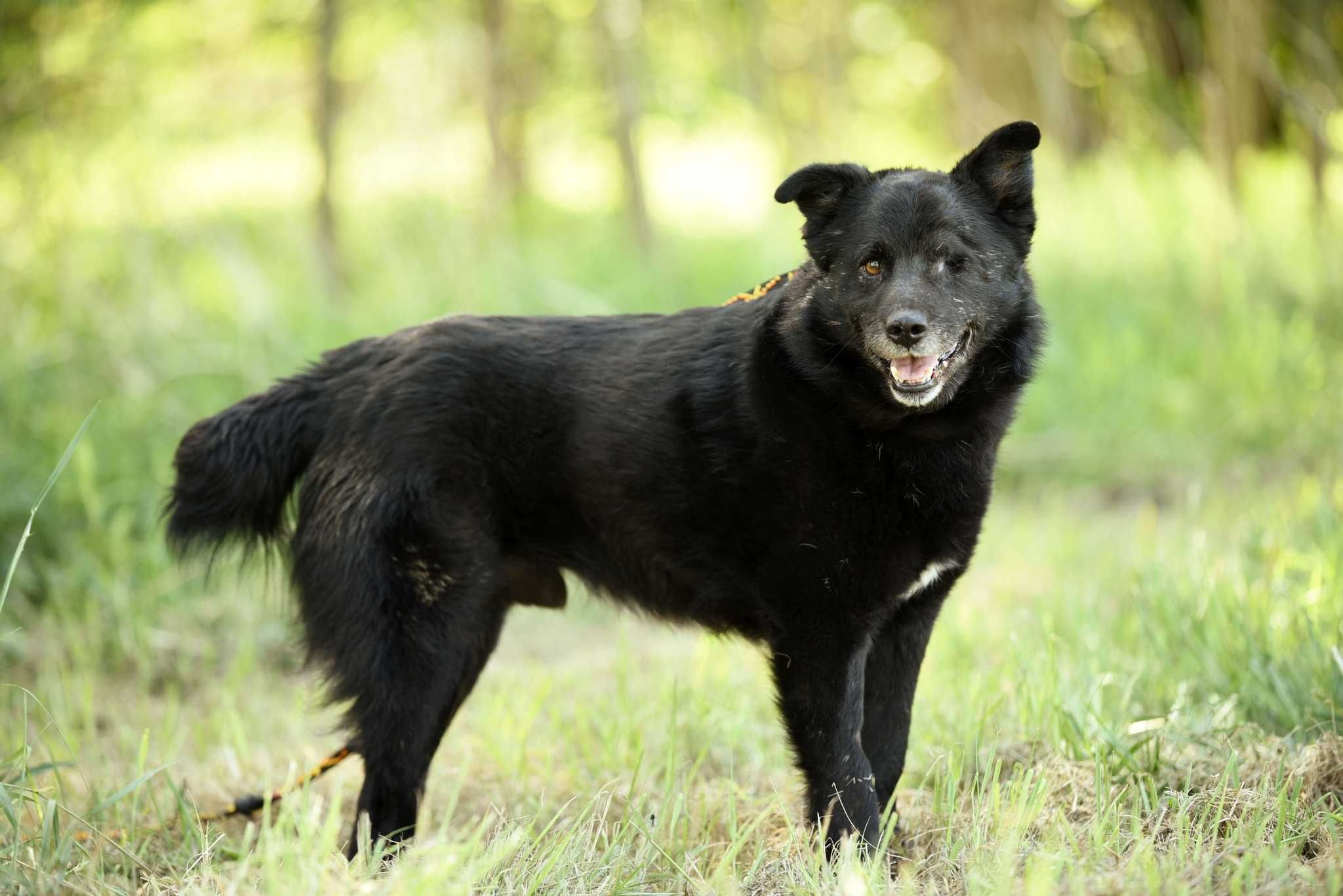 Sherlock - spokojny, jednooki misio do adopcji