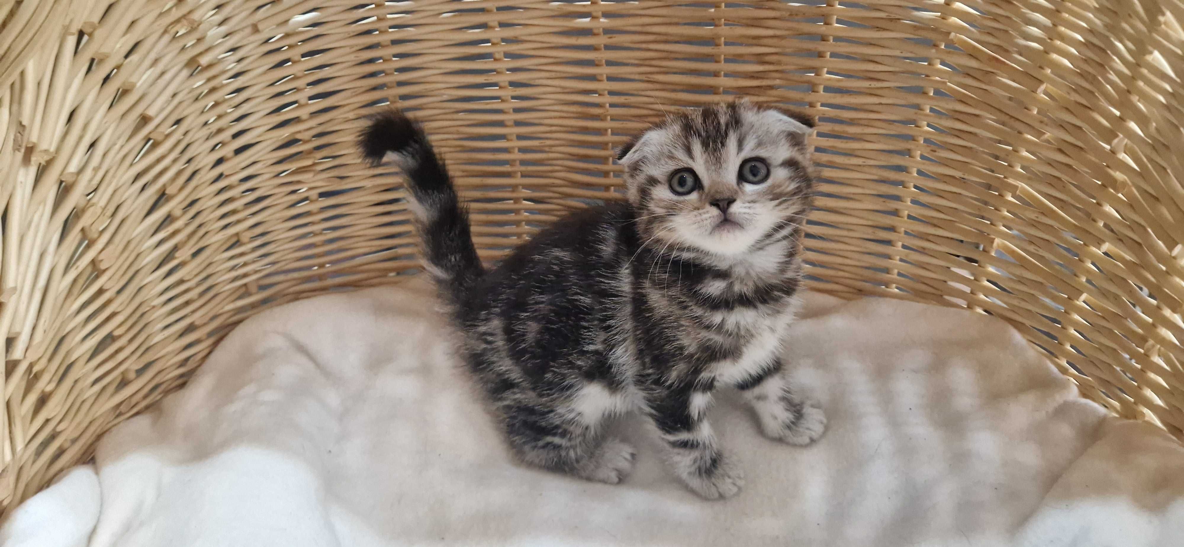 Kotka Szkocka zwisłoucha Silver Tabby
