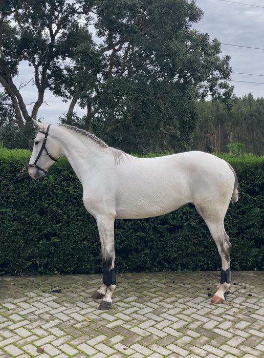 Poldra puro sangue lusitano