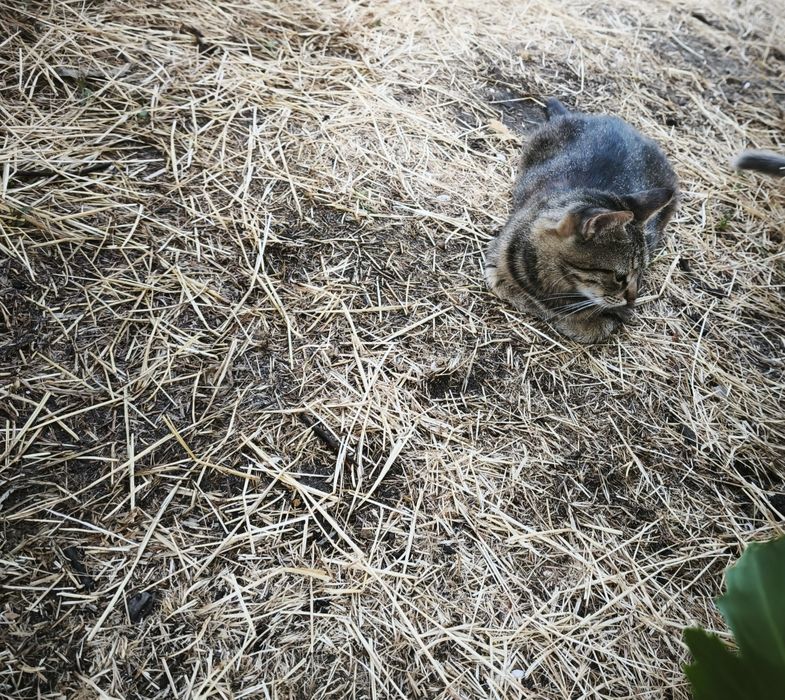 Отдам в добрые руки