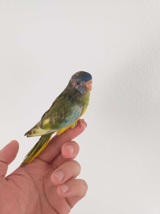 Neophema Splendida / esplêndido
